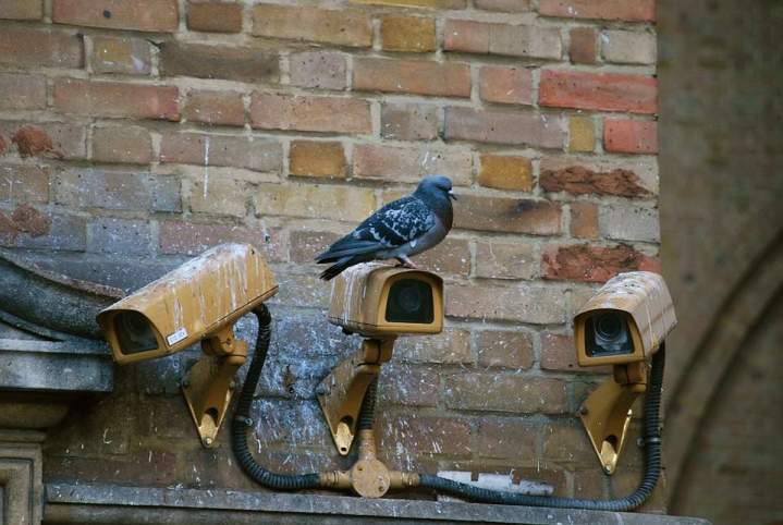 Protection bâtiments contre les pigeons Vichy