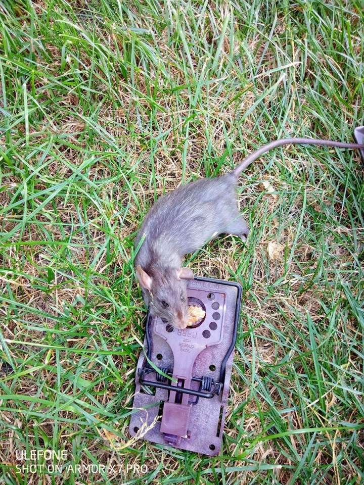 Des prestations efficaces contre l'infestation de nuisibles