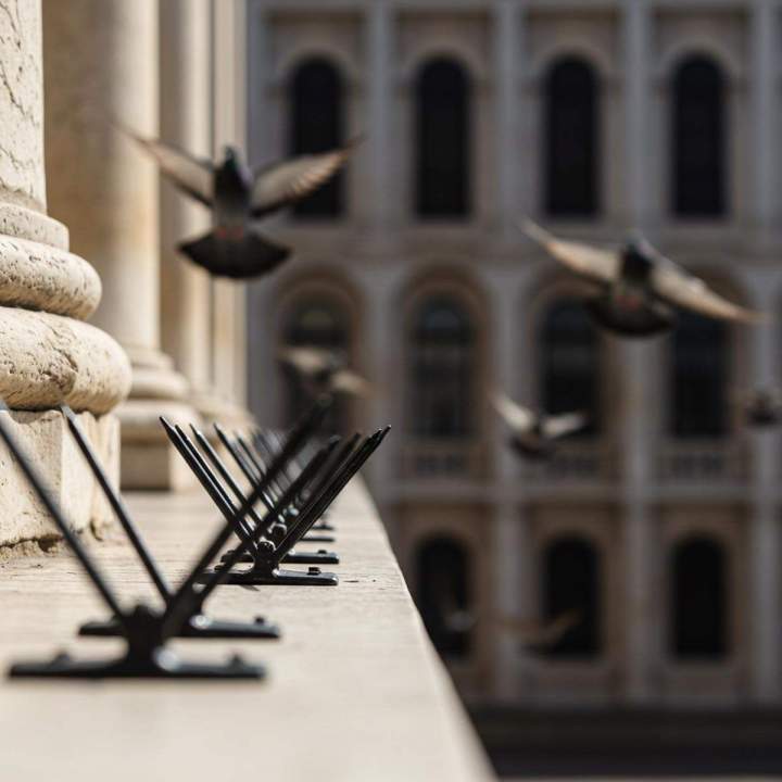 Traitement anti-pigeons Vichy