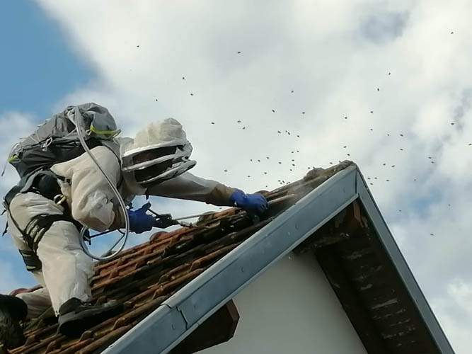 Désinsectisation professionnelle Vichy