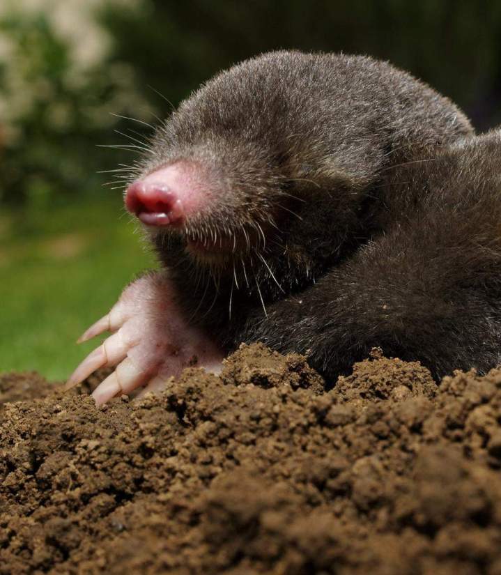 Éloignez durablement les taupes de vos terrains