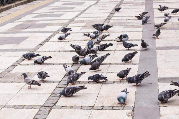 Service de traitement de nuisible Vichy