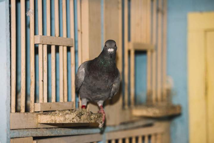 Solutions efficaces pour éloigner durablement les pigeons